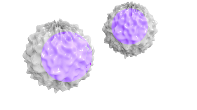 leukocyte2.png